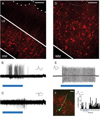 Activation of Corticothalamic Layer 6 Cells Decreases Angular Tuning in Mouse Barrel Cortex